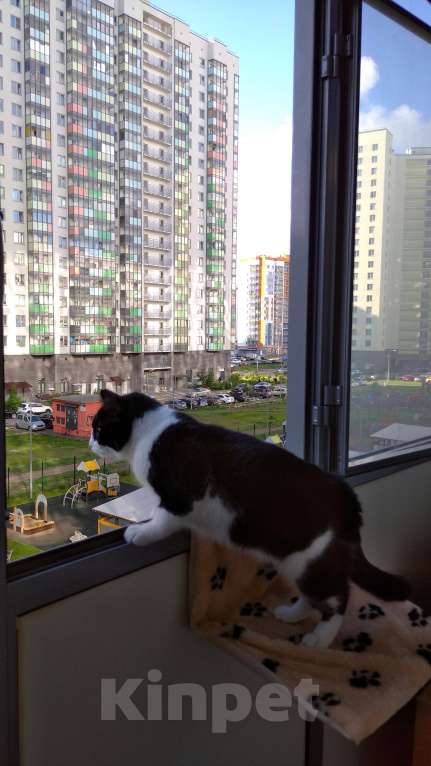 Кошки в Мурином: Кот в хорошие ркки Мальчик, 1 руб. - фото 2