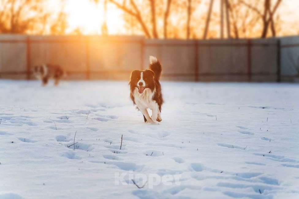 Собаки в Москве: Кобель 3 года РКФ документы. Продажа. Мальчик, Бесплатно - фото 2