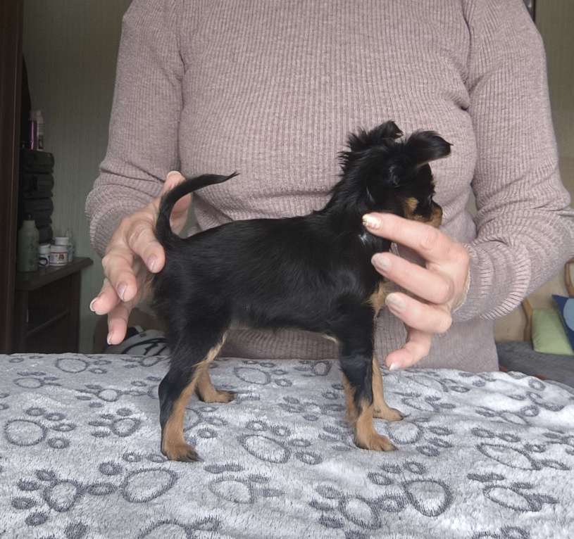 Собаки в Краснодаре: Девочка дш русского тоя Девочка, Бесплатно - фото 4