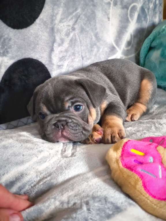 Собаки в Москве: Красивый мальчик Мальчик, 60 000 руб. - фото 2