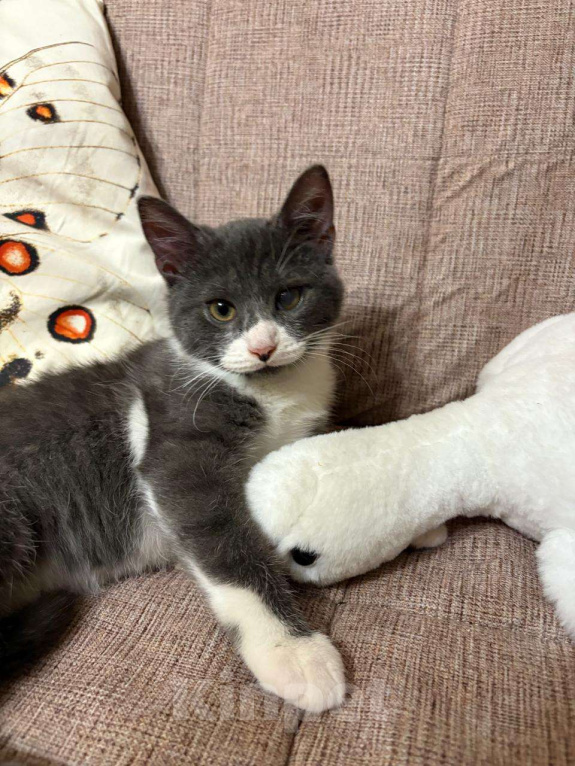 Кошки в Санкт-Петербурге: Обаятельный котенок, мальчик 4 мес. Мальчик, Бесплатно - фото 3