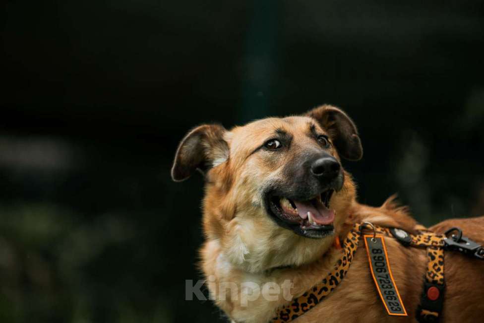 Собаки в Москве: Трепетная и камерная собака Манюня  Девочка, Бесплатно - фото 3