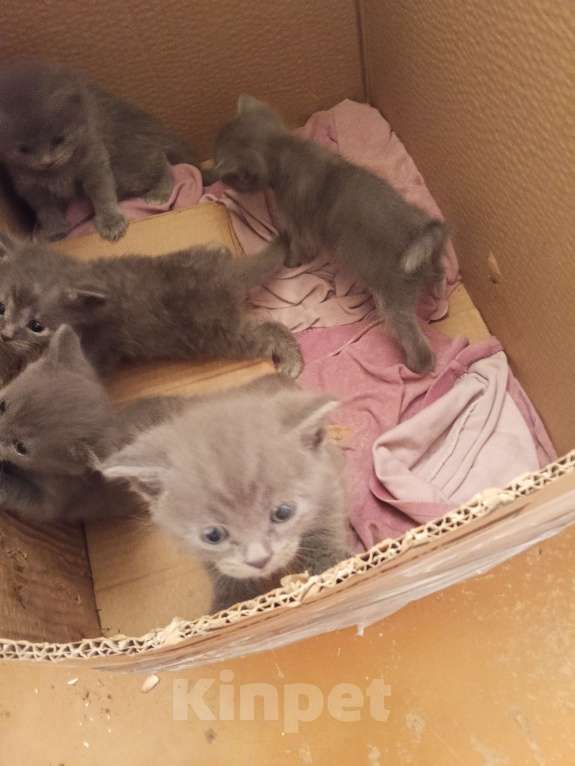 Кошки в других городах Башкортостана: Котята от британской кошки Разнополые, Бесплатно - фото 4