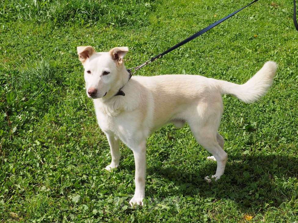 Собаки в Москве: Сэм Мальчик, Бесплатно - фото 4