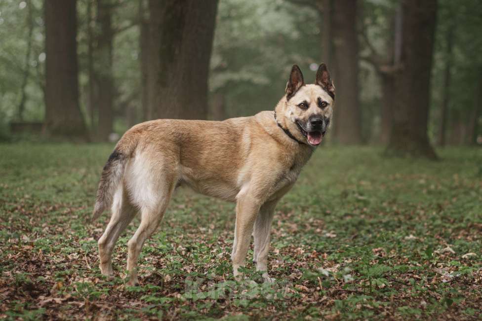 Собаки в Москве: Джек ищет дом🏠 Мальчик, 10 руб. - фото 2