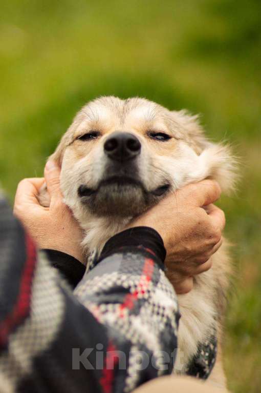 Собаки в Москве: Белкин 2,5 года ищет дом. Мальчик, Бесплатно - фото 6