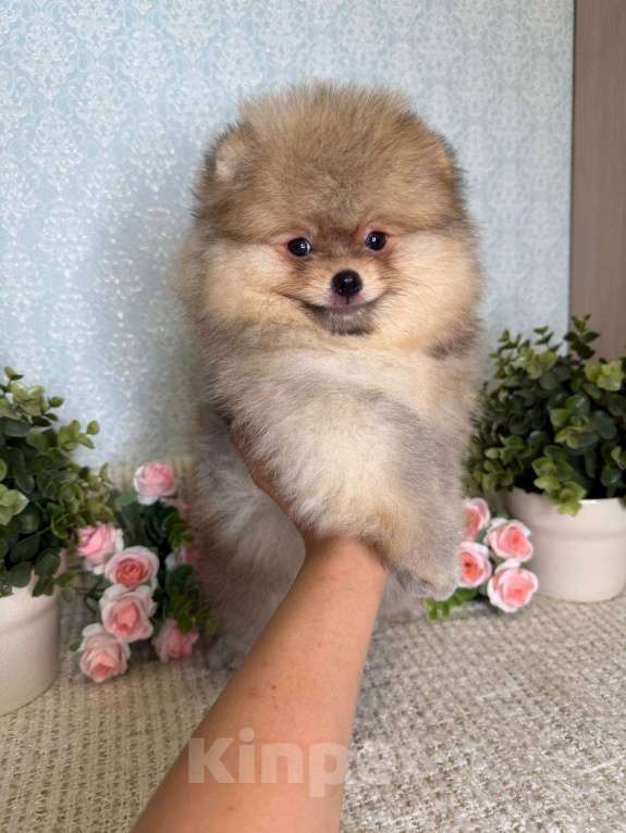 Собаки в Тюмени: Классный парень померанского шпица  Dakster Мальчик, Бесплатно - фото 3