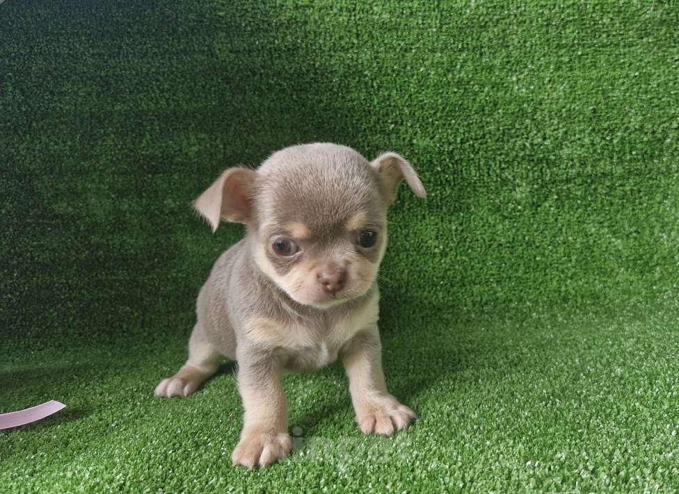 Собаки в Краснодаре: Лилов под  Девочка, 50 000 руб. - фото 5