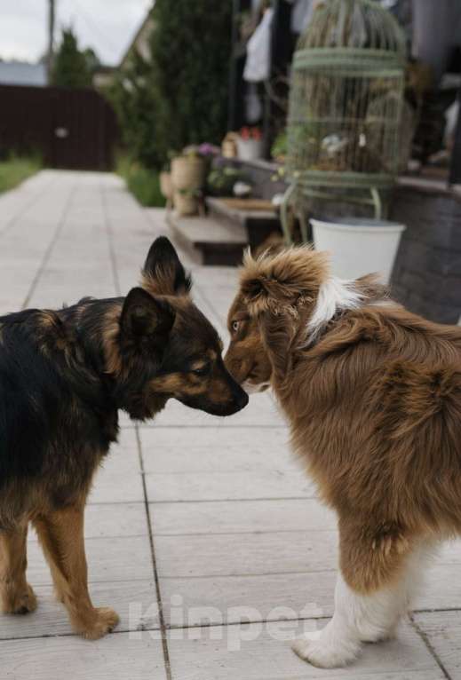 Собаки в Москве: Озорная малышка Клер ищет дом Девочка, Бесплатно - фото 6