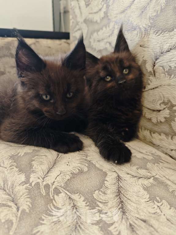 Кошки в Челябинске: Котята мейн-кун Мальчик, 40 000 руб. - фото 3