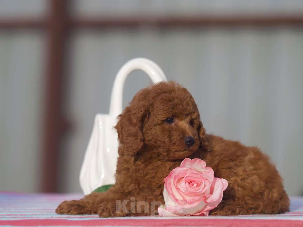 Собаки в Чехове: той пудель мальчик (red brown) Мальчик, 80 000 руб. - фото 5
