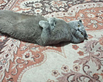 Кошки в Магадане: Кот, 4 000 руб. - фото 3