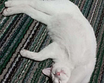 Кошки в Бикине: Отдам котёнка подростка, Бесплатно - фото 4