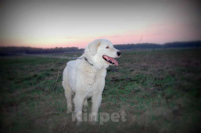 Собаки в Москве: Словацкий чувач в добрые руки Девочка, Бесплатно - фото 3