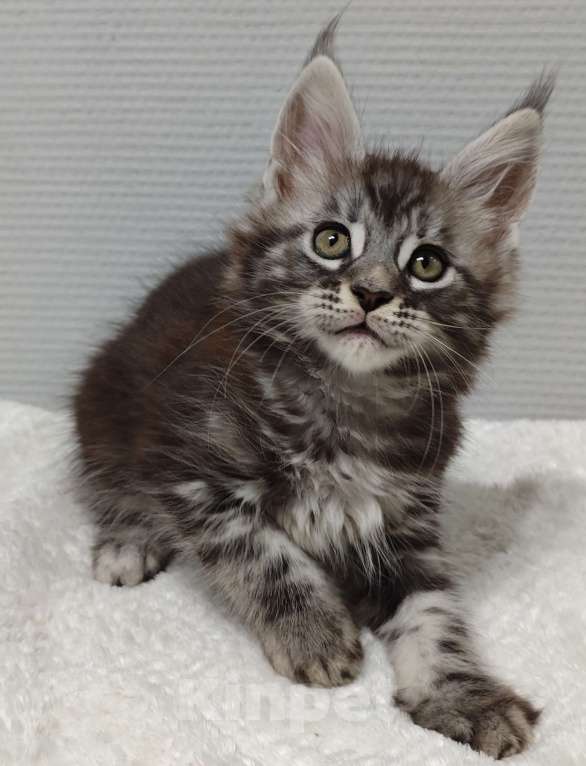 Кошки в Туле: Мейн-кун мальчик  Мальчик, 35 000 руб. - фото 4