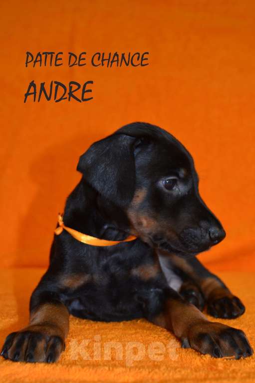 Собаки в Санкт-Петербурге: Щенок добермана Андрэ Мальчик, 110 000 руб. - фото 3