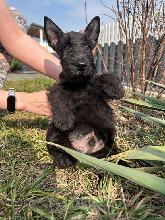 Собаки в Строителе: Ефинор Мальчик, 80 000 руб. - фото 3