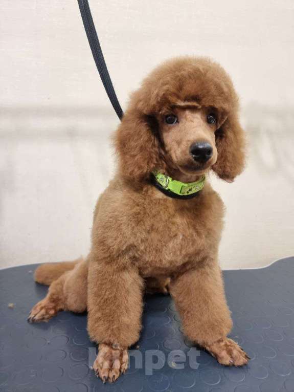 Собаки в Красноярске: Щенки миниатюрного рыжего пуделя Девочка, Бесплатно - фото 7