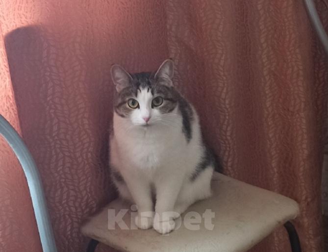 Кошки в Кирове: Срочно отдам в добрые руки Девочка, Бесплатно - фото 2