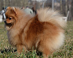 Собаки в Санкт-Петербурге: Девочка померанский шпиц Девочка, Бесплатно - фото 3