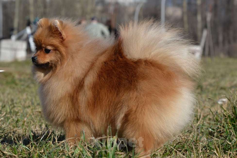 Собаки в Санкт-Петербурге: Девочка померанский шпиц Девочка, Бесплатно - фото 3