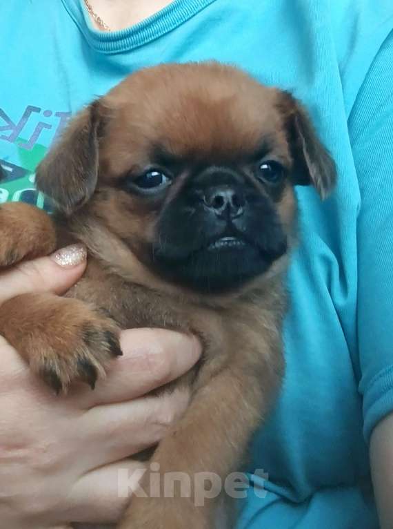 Собаки в Москве: Малый брабансон мальчик Мальчик, 38 000 руб. - фото 1