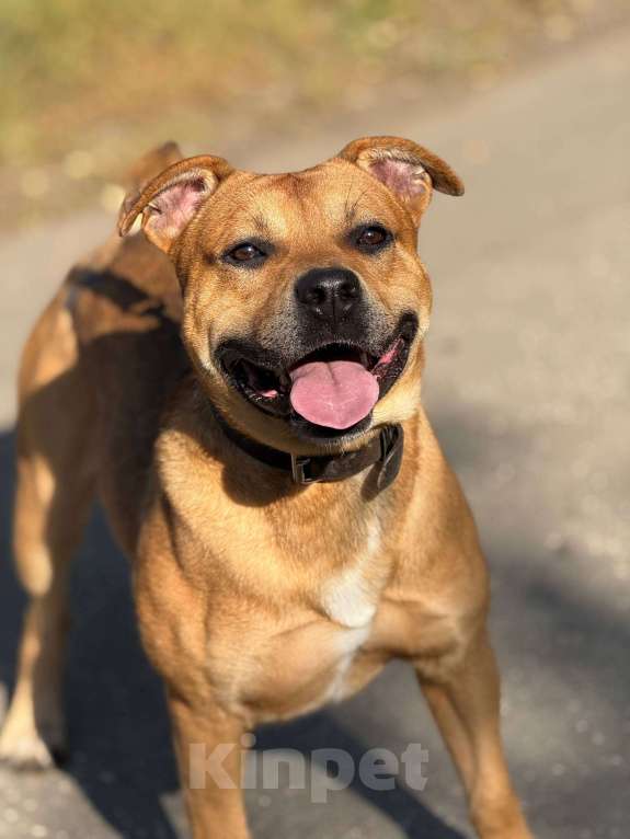 Собаки в Москве: Сэм амстаф Мальчик, Бесплатно - фото 2