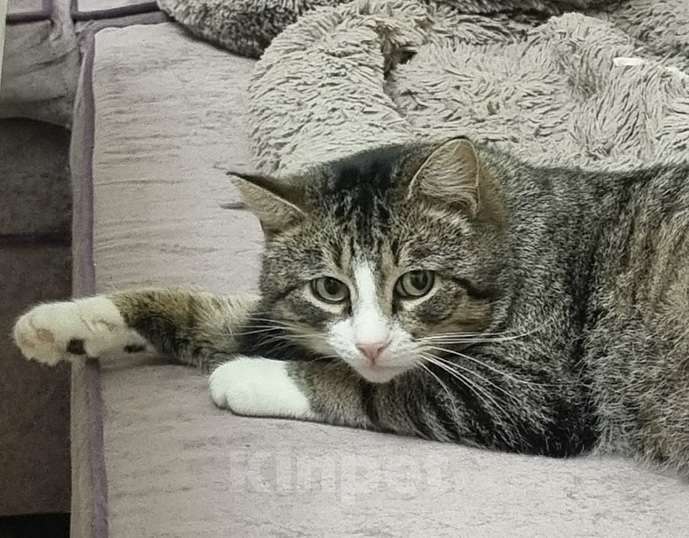 Кошки в Санкт-Петербурге: Анатоль! Котик в поисках семьи Мальчик, Бесплатно - фото 4