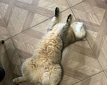 Кошки в Калининграде: Кот в добрые и заботливые руки Мальчик, Бесплатно - фото 6