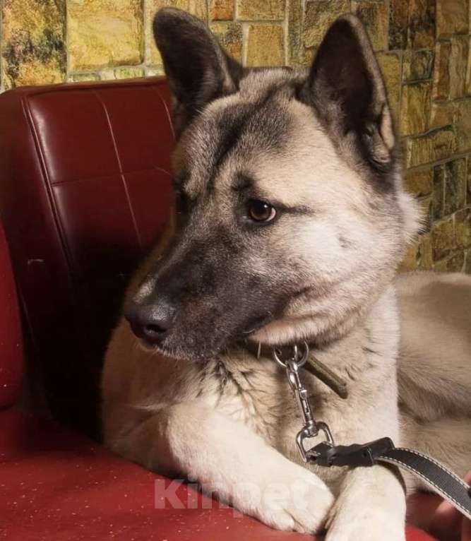 Собаки в Москве: Акита Лиза в добрые руки Девочка, 1 руб. - фото 5