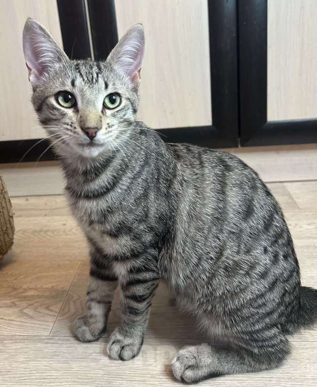 Кошки в Мурином: Котёнок подросток Бэм продолжает искать хозяна Мальчик, Бесплатно - фото 2