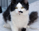 Кошки в Санкт-Петербурге: Ласковый, спокойный самый красивый котик Мальчик, 100 руб. - фото 8