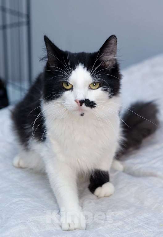 Кошки в Санкт-Петербурге: Ласковый, спокойный самый красивый котик Мальчик, 100 руб. - фото 8