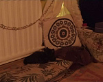 Кошки в Санкт-Петербурге: Котенок Кентаврик черный 3,5 мес. Мальчик, 100 руб. - фото 2