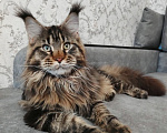 Кошки в Кубинке: Котенок мейн-куна Девочка, 70 000 руб. - фото 3