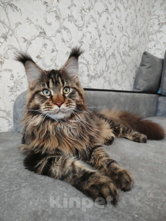 Кошки в Кубинке: Котенок мейн-куна Девочка, 70 000 руб. - фото 3