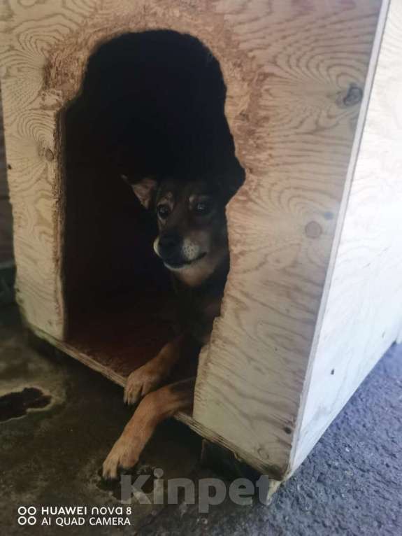 Собаки в других городах Краснодарского края: Урса из приюта Поводог Сочи (отправим в любой город) Девочка, Бесплатно - фото 8