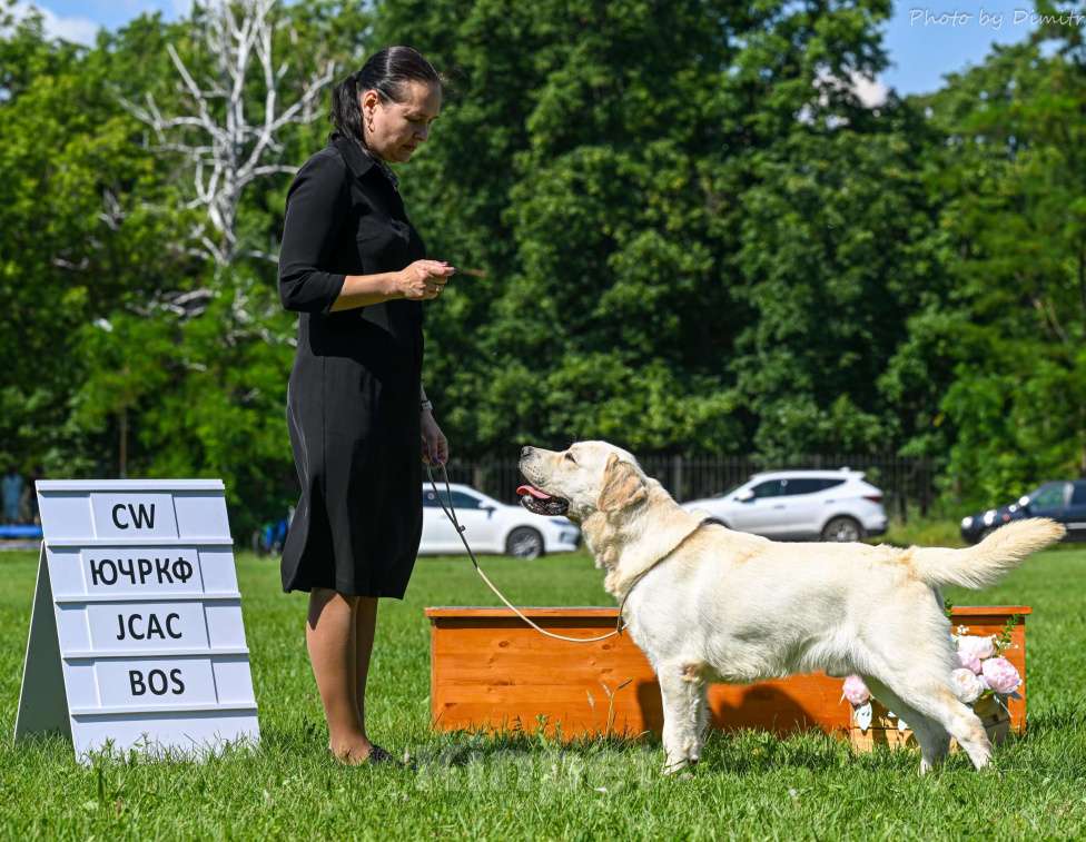 Собаки в Воронеже: Лабрадор кобель на вязку Мальчик, Бесплатно - фото 2