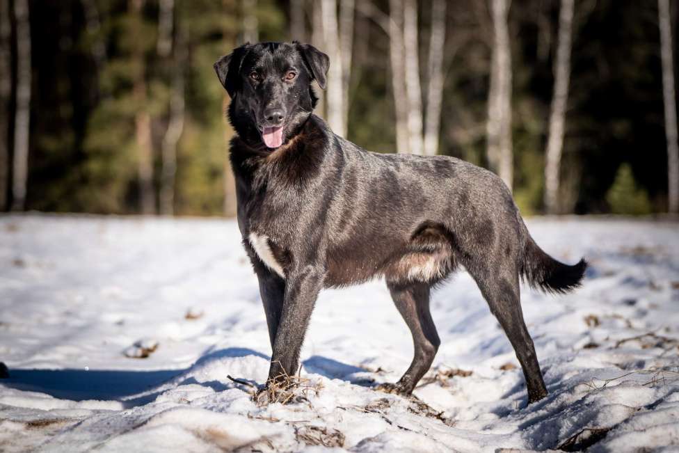 Собаки в Клине: Гуччи — грациозный и задорный пёс Мальчик, Бесплатно - фото 7