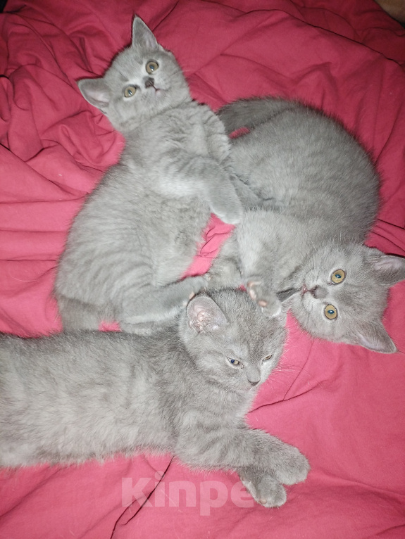 Кошки в Туле: Котята шотландские короткошортстные Разнополые, 2 000 руб. - фото 5