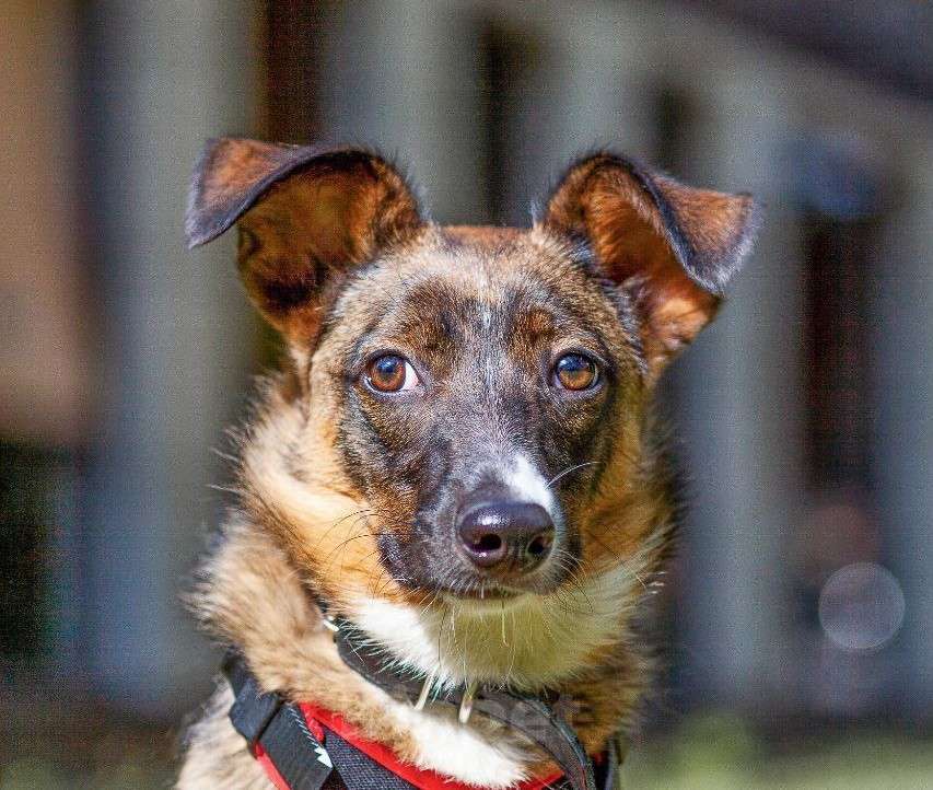 Собаки в Москве: Умная собака ждет Своих Девочка, Бесплатно - фото 2
