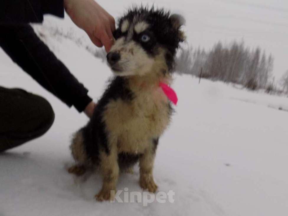 Собаки в Москве: Щенки хаски, мальчик и девочка mix Мальчик, 15 000 руб. - фото 1