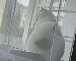 Кошки в Брянске: Вислоухая кошка Девочка, Бесплатно - фото 5