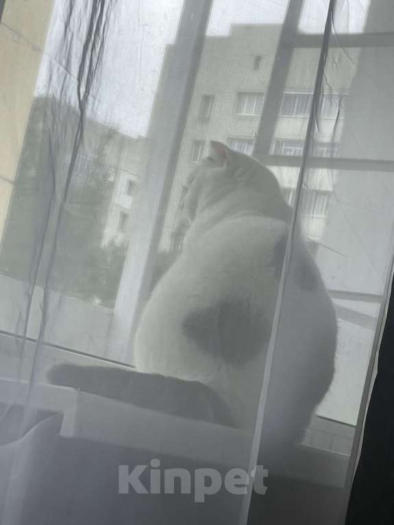 Кошки в Брянске: Вислоухая кошка Девочка, Бесплатно - фото 5