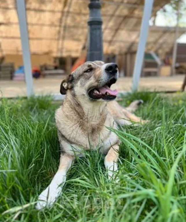Собаки в Санкт-Петербурге: Верный Дик Мальчик, 17 руб. - фото 4