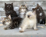 Кошки в Перми: Чудесные чистокровные сибирские котята Мальчик, 45 000 руб. - фото 5