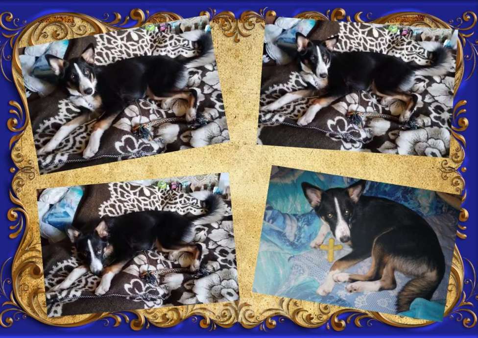 Собаки в Москве: Ищем ответственных хозяев для прекрасной собаки Эльзы. Девочка, Бесплатно - фото 8