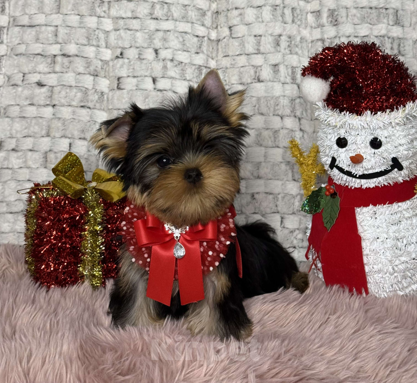 Собаки в Москве: Йоркширский терьер мальчик  Мальчик, 65 000 руб. - фото 2