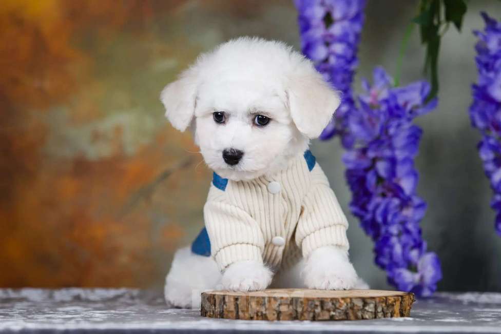 Собаки в Новосибирске: Мальчик. Бишон Фризе. Мальчик, 110 000 руб. - фото 5