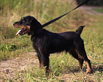 Собаки в Видном: Ягд Яша, 2 года Мальчик, 1 руб. - фото 9